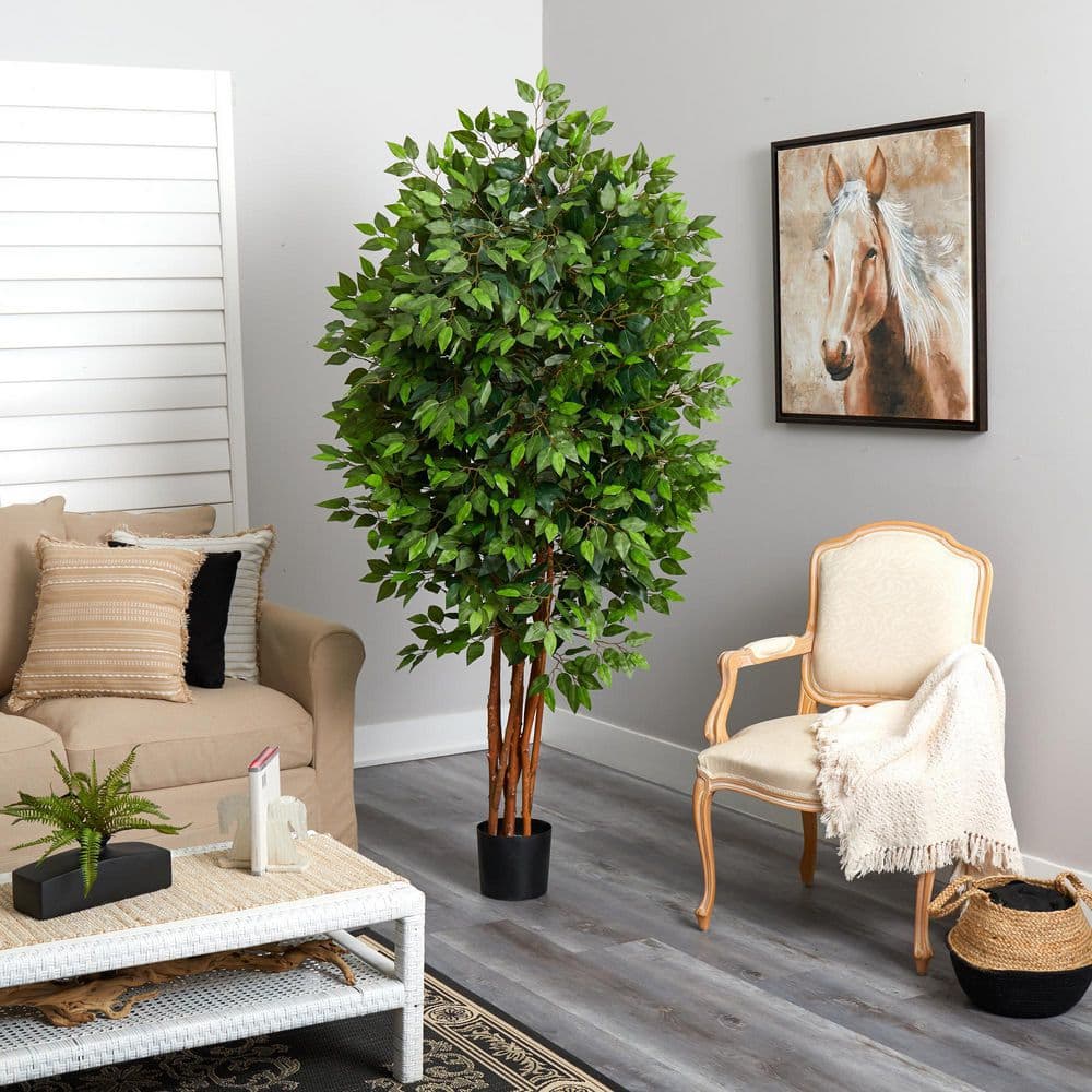 6.5' Green Silk Ficus Tree in Black Pot