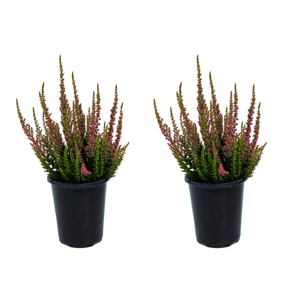 Perennial Heather Erica Kramers Red 1.0 Qt. - 2-Pack