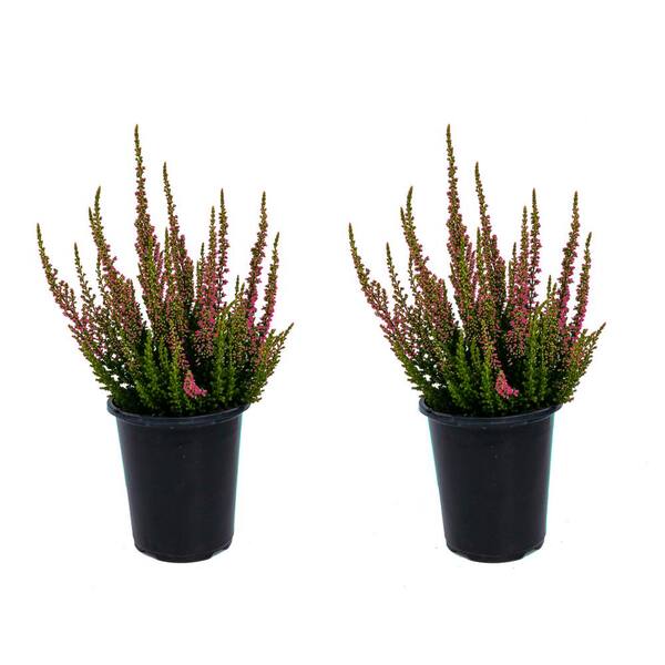 Unbranded Perennial Heather Erica Kramer's Red 1.0 Qt. - 2-Pack