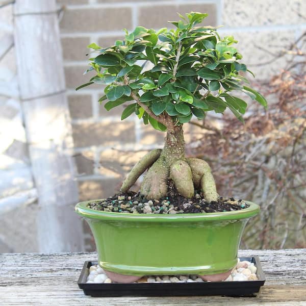 Brussel's Bonsai 8-In Gensing Grafted Ficus In Clay Planter