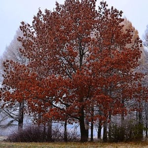3 Gal. Northern Red Oak Shade Tree