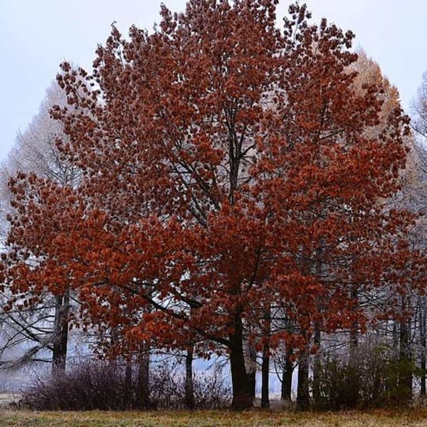 Unbranded 3 Gal. Northern Red Oak Shade Tree