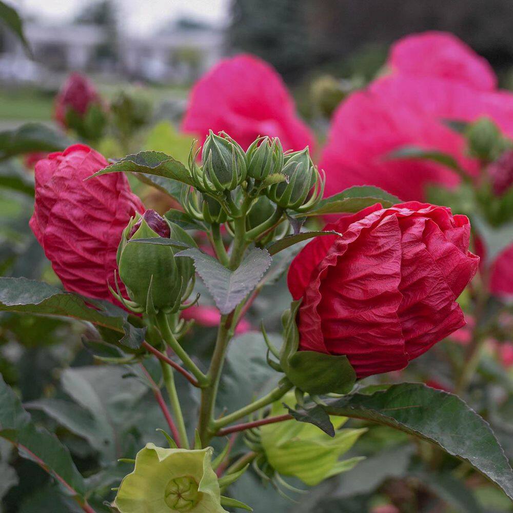 Summer in Paradise Red Flowering Perennial Hibiscus Plant Set