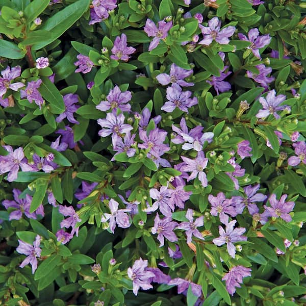 Unbranded 10 in. Purple False Heather Plant