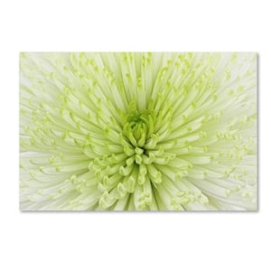 16 in. x 24 in. "Lime Light Spider Mum" by Cora Niele Printed Canvas Wall Art