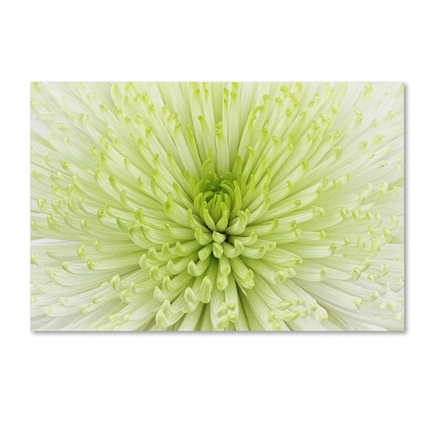 Trademark Fine Art 16 in. x 24 in. "Lime Light Spider Mum" by Cora Niele Printed Canvas Wall Art