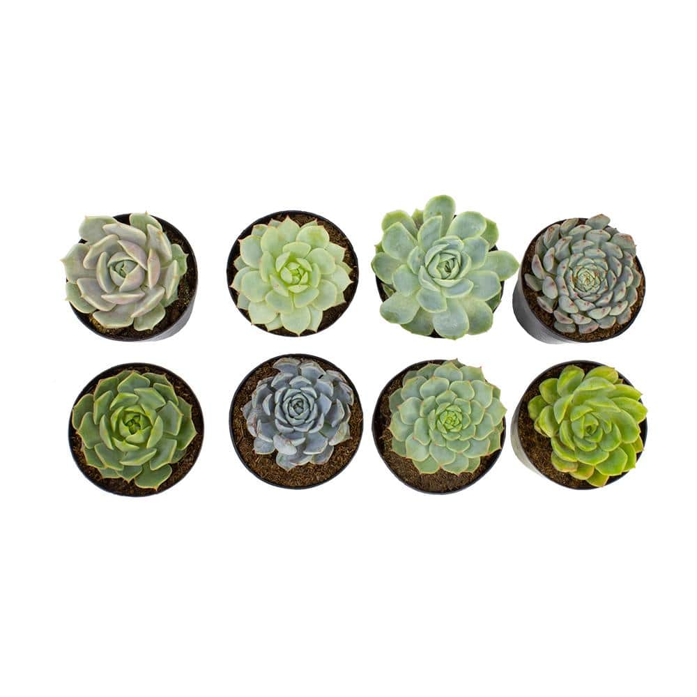 Vibrant Echeveria 4" Multicolor Succulent Collection - 8 Pack