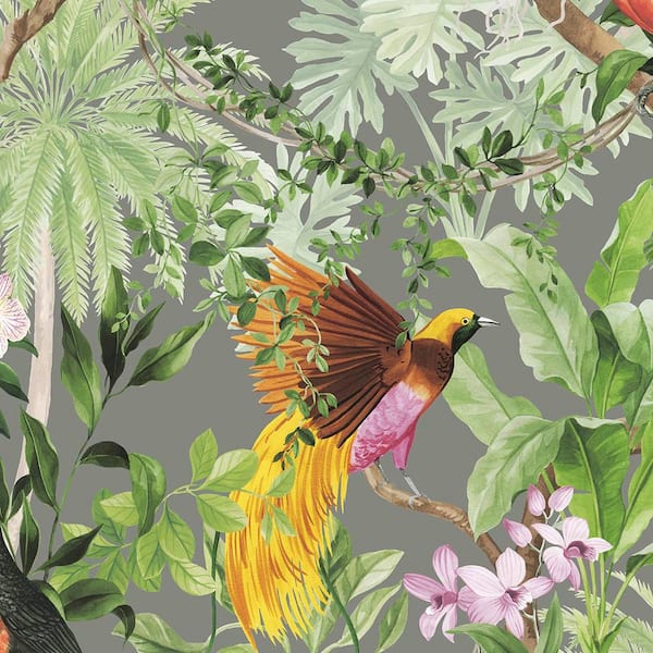Tropical Bird Wallpaper - Limited Abode
