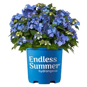 2 Gal. Pop Star Reblooming Hydrangea with Electric Blue or Bright Pink Flowers that Pollinators Love