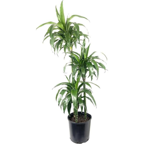 Wekiva Foliage Dracaena Lisa Elegance Cane-Live Plant in a 10 Inch Pot- Dracaena Deremensis-Air Purifying Indoor Houseplant DracLi10x1 - The Home  Depot