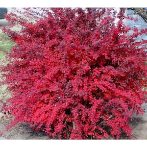 1 Gal. Rose Glow Barberry Shrub Deep Purple Foliage Naturally Mottled with Rosepink Splashes
