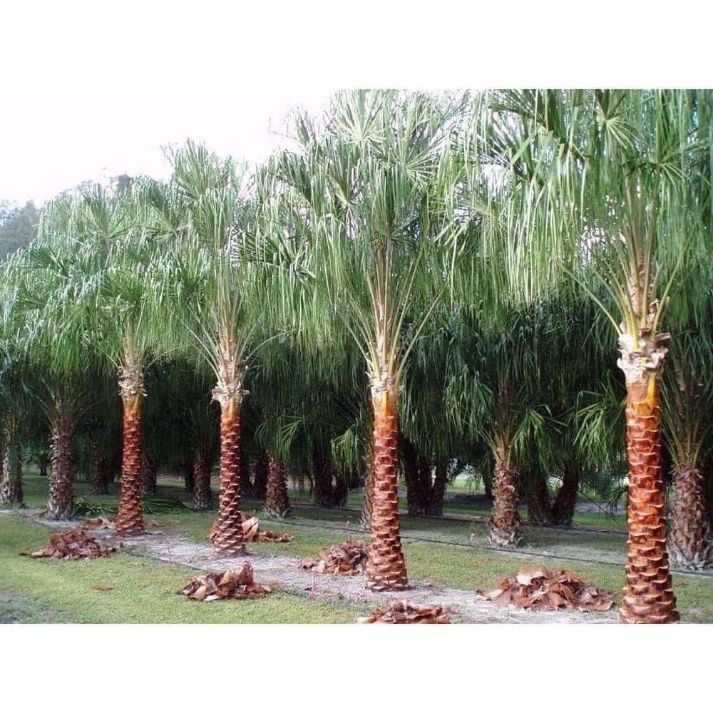 Livistona Decora Tall Green Ornamental Palm in 10-Inch Container