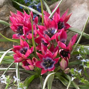 6/ cm, Little Beauty Batalinii Tulip Flower Bulbs (Bag of 25)