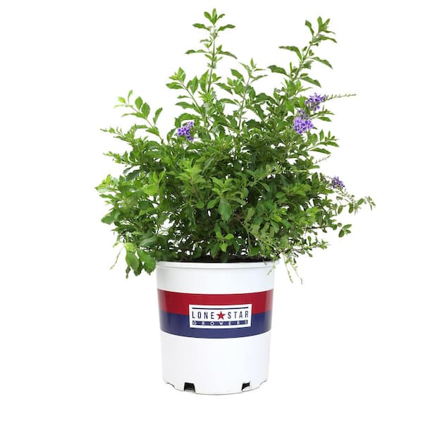 Lone Star Growers 8 qt. Skyflower shrub (Duranta Erecta Sweet Memories) Purple blooms