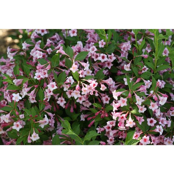 Sonic Bloom® Pure Pink Weigela