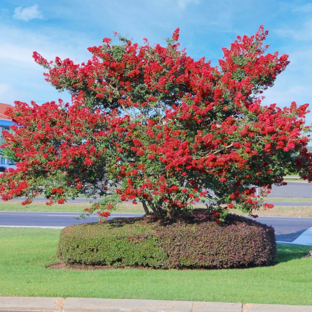 national PLANT NETWORK 3 gal. Crape Myrtle Miss Frances Shrub with
