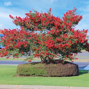 3 gal. Crape Myrtle Miss Frances Shrub with Pink Flower