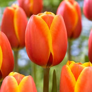 12/ cm, Darwin Hybrid Dafeng Tulip Flower Bulbs (Bag of 25)