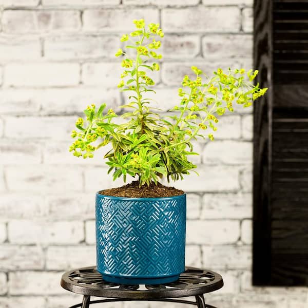 2 qt. Euphorbia Spurge Ascot Rainbows Green Bicolor Perennial Plant (3-Pack)