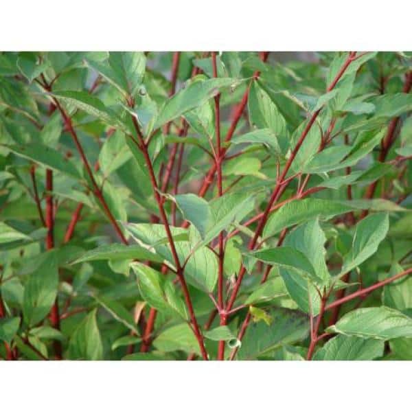 Online Orchards 1 Gal. Twig Dogwood Shrub Gorgeous Fireyred Winter Stems and Huge White Flowers SBDW001 - The Home Depot
