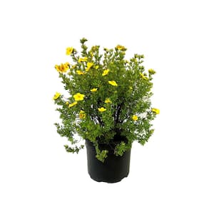 2.25 Gal. Goldfinger Potentilla Live Shrub with Yellow Summer Flowers