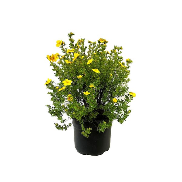 Unbranded 2.25 Gal. Goldfinger Potentilla Live Shrub with Yellow Summer Flowers