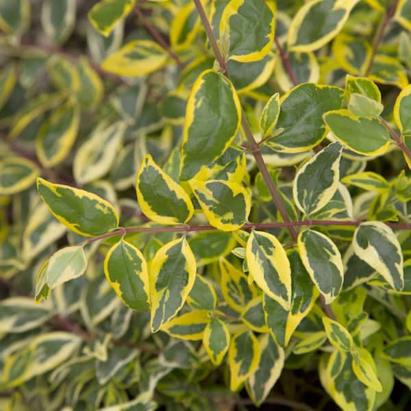 2 Gal. Miss Lemon Abelia Plant with Bright Variegated Yellow Foliage