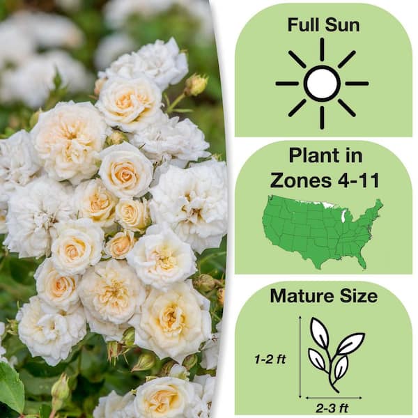 3 Gal. White Drift Rose Bush with White Flowers (2-Pack)