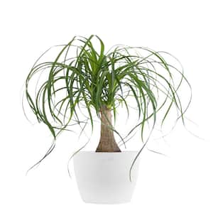 Ponytail Palm Live Bonsai Elephants Foot in 6 inch Premium Sustainable Ecopots Pure White Pot