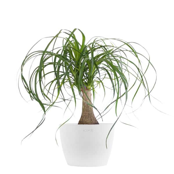 United Nursery Ponytail Palm Live Bonsai Elephants Foot in 6 inch Premium Sustainable Ecopots Pure White Pot