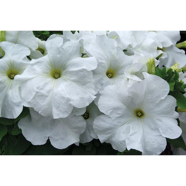 BELL NURSERY 4 in. Petunia Limbo GP white Live Annual Plant (6-Pack)