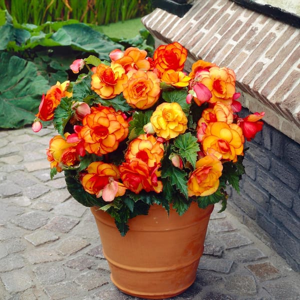 Garden State Bulb Bare Roots, Begonia Picotee Sunburst Flower