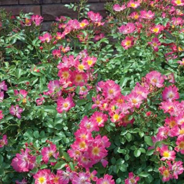 2 Gal. Pink Drift Live Rose Bush with Pink Flowers