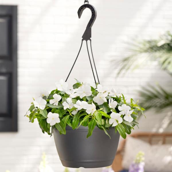 METROLINA GREENHOUSES 1.25 Gal. Vinca Catharanthus White