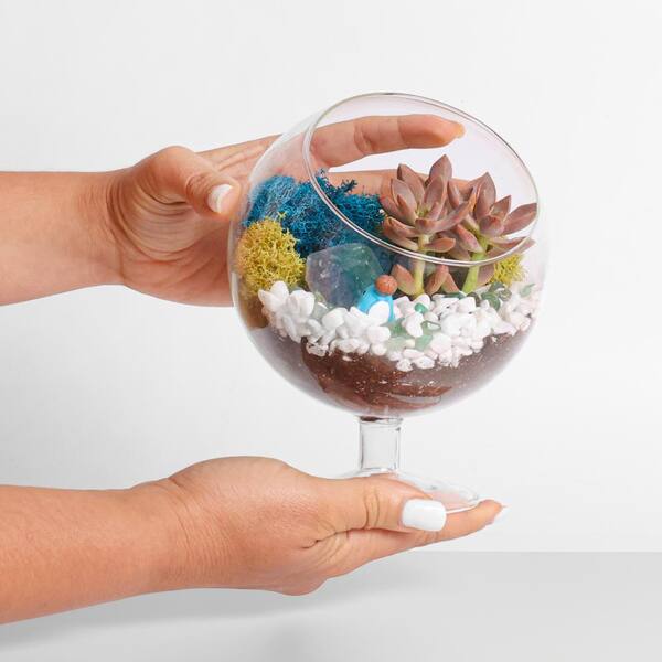 6 in. Chalice Glass Terrarium Kit with Live Succulent, Reindeer Moss, Crystals, Rocks, Tools and Figurine