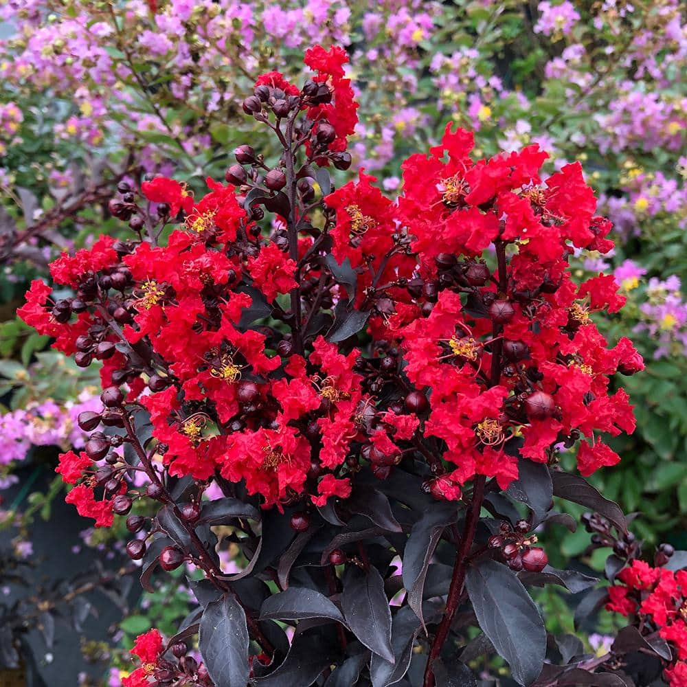 2 Gallon Red Center Stage Crape Myrtle Shrub