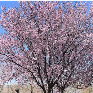 5 Gal. KV Plum Flowering Deciduous Tree with Pink Flowers