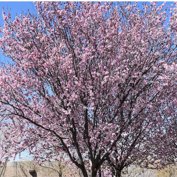 Unbranded 5 Gal. KV Plum Flowering Deciduous Tree with Pink Flowers