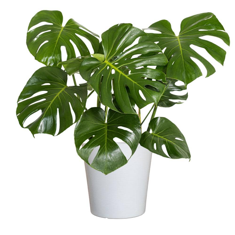 United Nursery Swiss Cheese Plant Monstera Deliciosa Plant 24. in