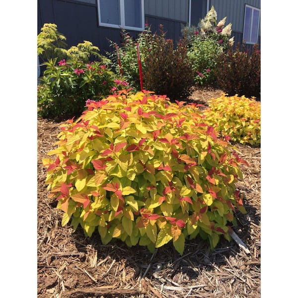 2 Gal. Double Play Candy Corn Spirea (Spiraea japonica) Live Flowering Shrub with Dark Purple Flowers