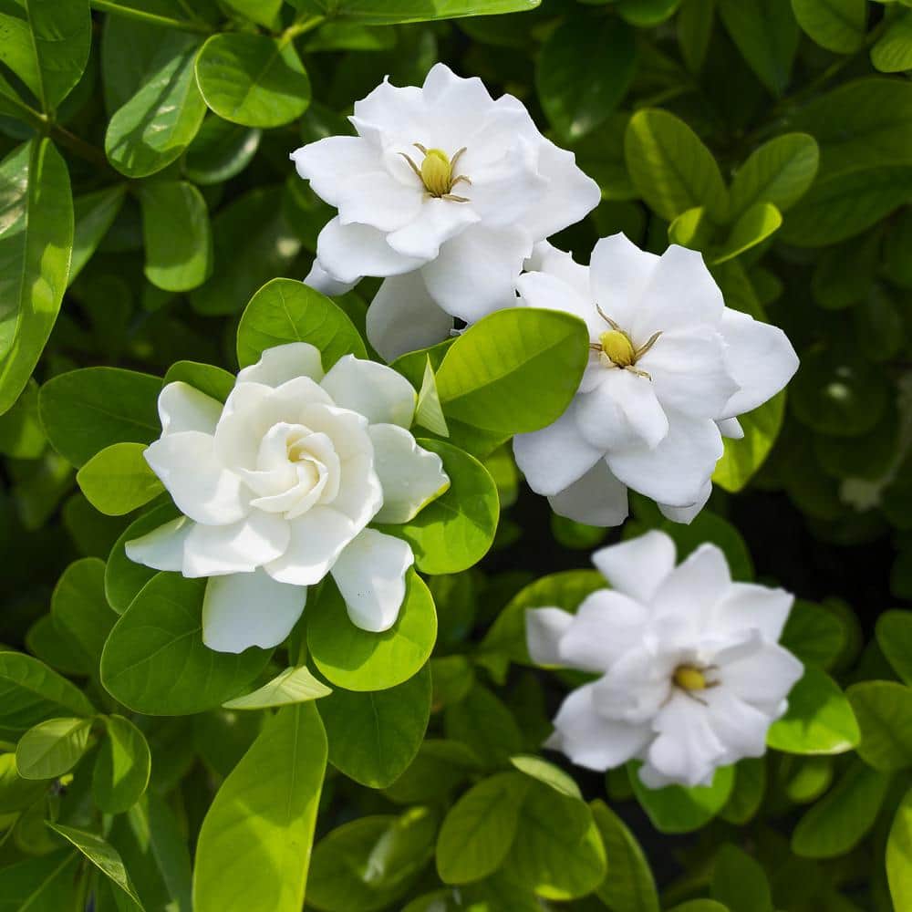 3 Gallon White Gardenia Aimee Evergreen Shrub