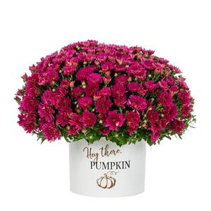 3 Qt. Live Purple Chrysanthemum (Mum) Plant for Fall Porch or Patio in Decorative Hey There Pumpkin Tin (1-Pack)