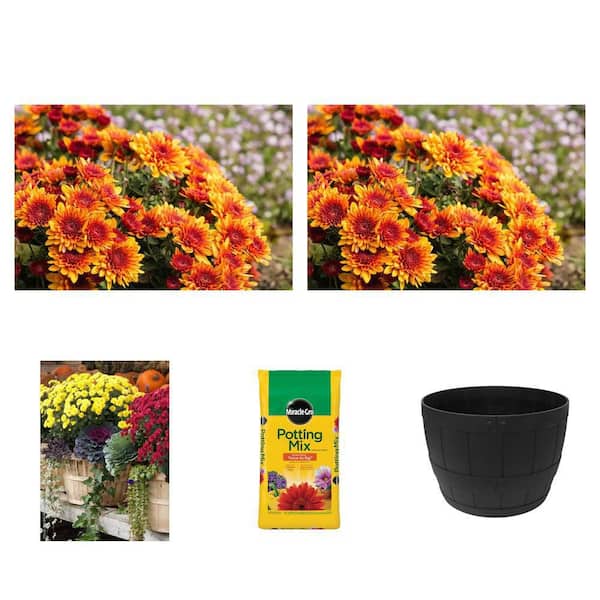6 in. Orange and Yellow Mum (Chrysanthemum) Plant (4-Pack), 50 qt. Potting Mix, and 15 in. Black Rubber Planter (2-Pack)