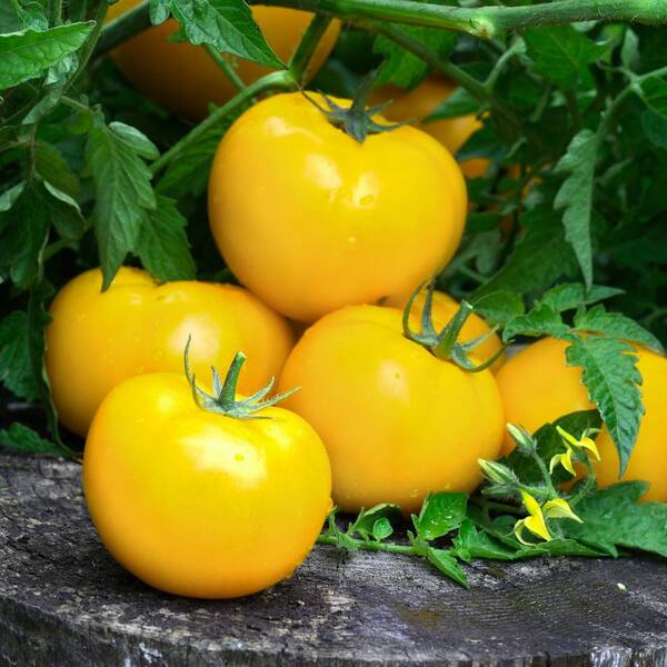 national PLANT NETWORK 2.5 in. Sean's Yellow Tomato Plant (3-Pack