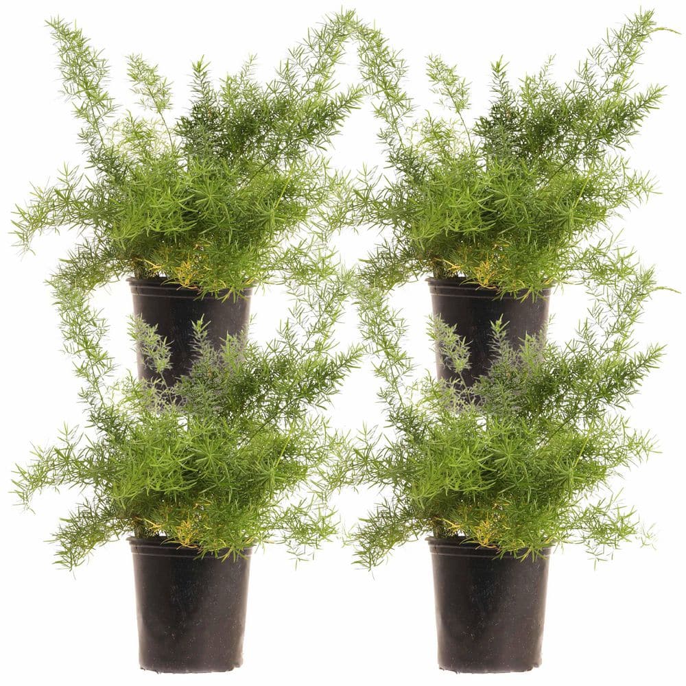 1 Gal Asparagus Sprengeri Fern Perennial Plant (4-Pack) ASFSPR001