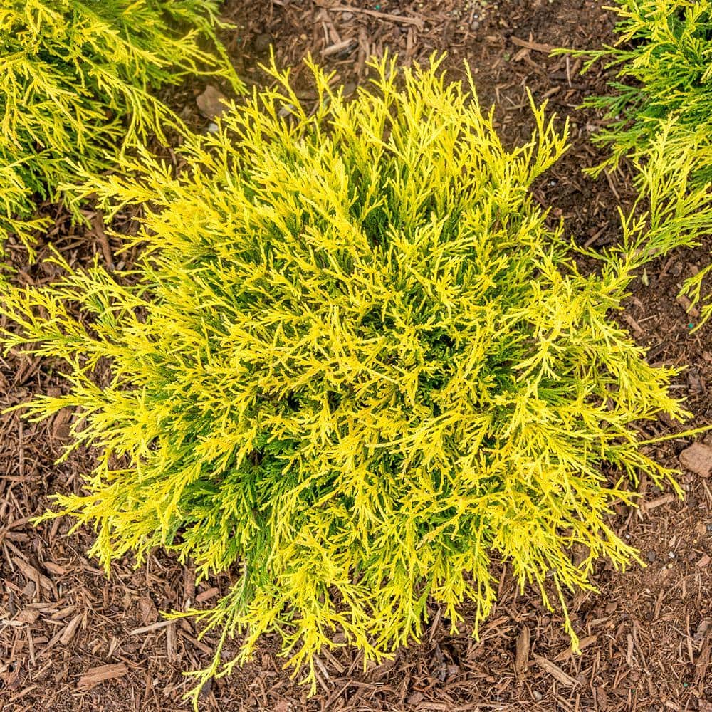 Spring Hill Nurseries 3 Gal. Pot, Golden Mop Falsecypress