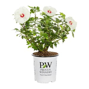2 Gal. Proven Winners Hibiscus Summerific French Vanilla Perennial Plant (1-Pack)