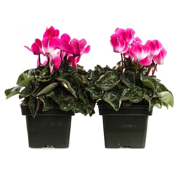 Unbranded 1.21-Pint Rose Cyclamen Indiaka in 4 in. Pot (2-Pack)