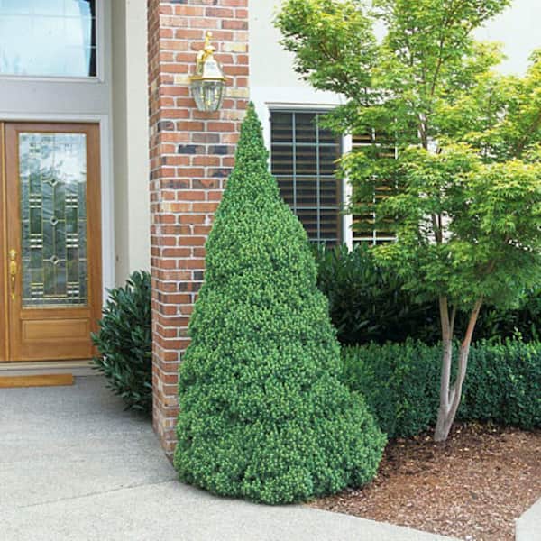 2.5 qt. Evergreen Dwarf Alberta Spruce Tree (Picea glauca 'Conica