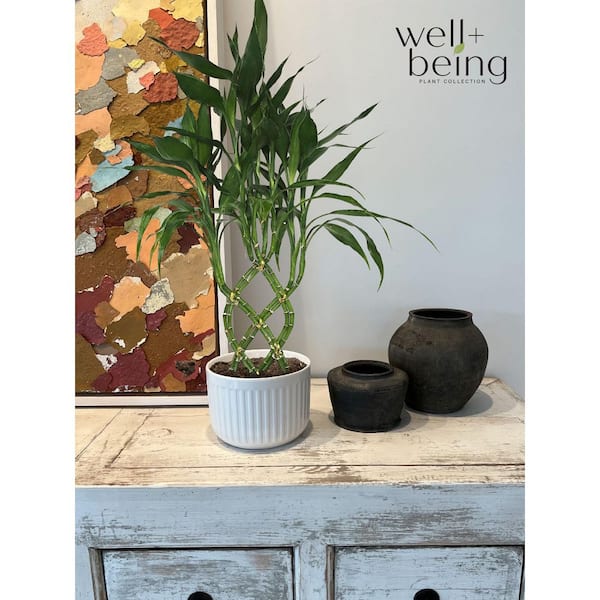 NATURE'S WAY FARMS 6 in. Lucky Bamboo Weave Indoor Houseplant in Grower Pot  (1-Pack) 5303B - The Home Depot